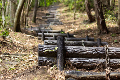Wooden logs on field in forest