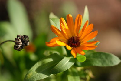 Close-up of marigold flower