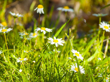 Close-up of wildflowers