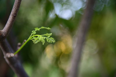 Close-up of plant