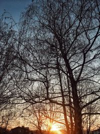 Low angle view of silhouette bare trees against sky