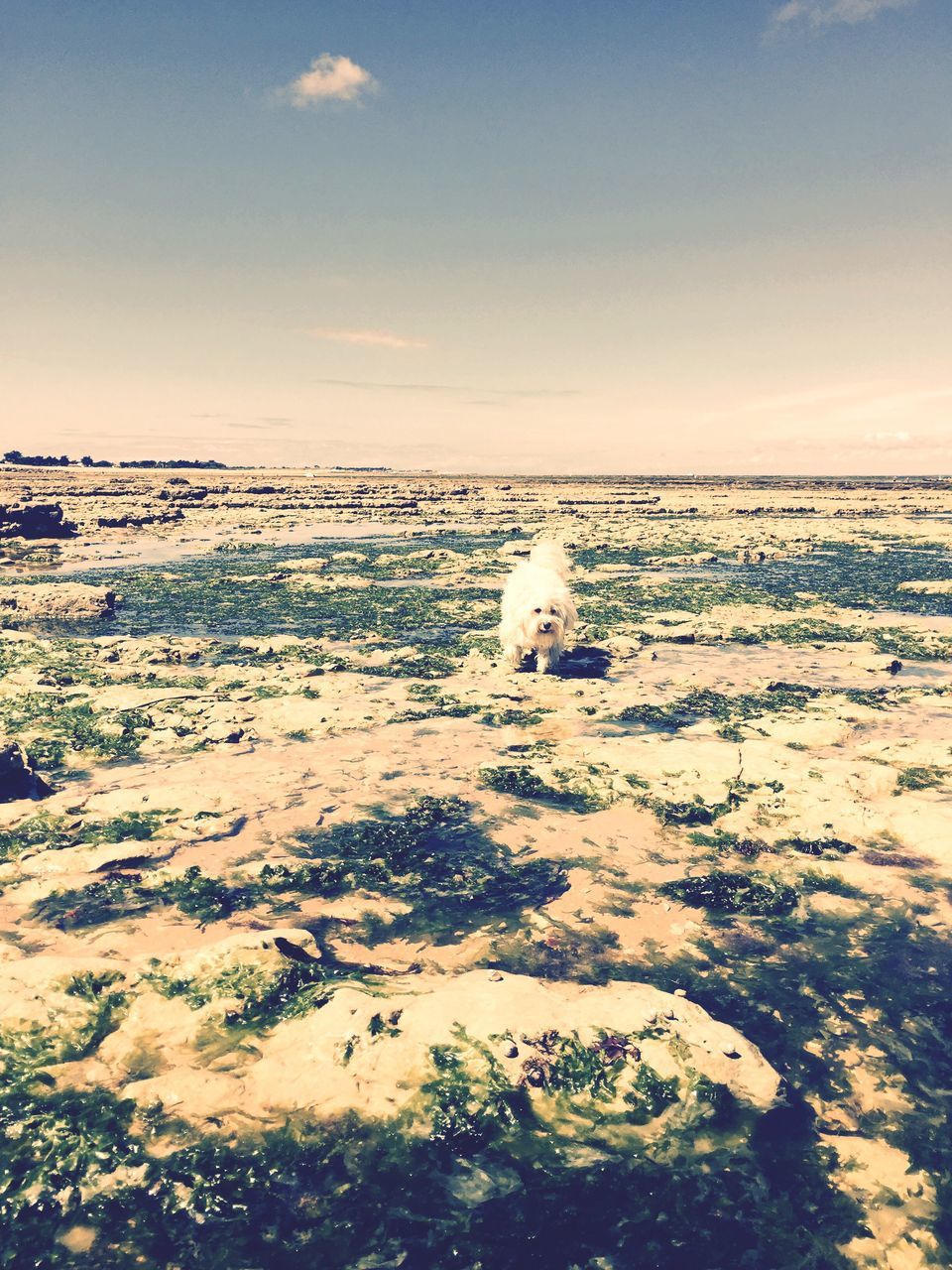 water, sea, sky, beach, tranquil scene, tranquility, scenics, sunset, beauty in nature, nature, horizon over water, shore, sand, idyllic, outdoors, cloud - sky, no people, built structure, non-urban scene, transportation