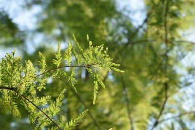 Low angle view of leaves on tree