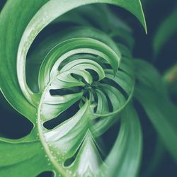 Full frame shot of green leaf