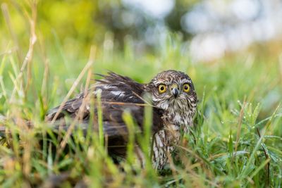 Close-up of hawk on grass at field