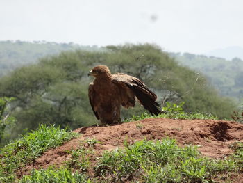 Bird perching on a field