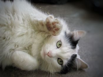 Close-up portrait of cat relaxing