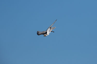 Low angle view of airplane against clear blue sky