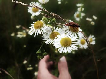 Close-up of insect on flowering plant