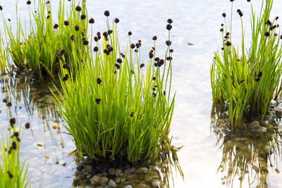 Close-up of plants growing in lake