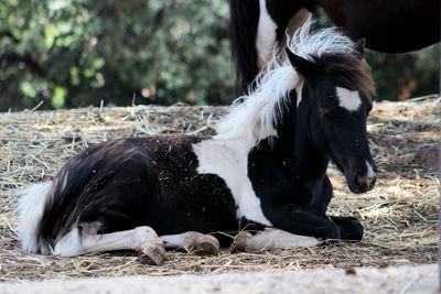 A black and white foal crouching in the shade of the trees 