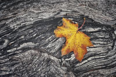 Close-up of maple leaf on tree trunk