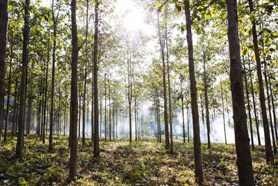 Trees in forest