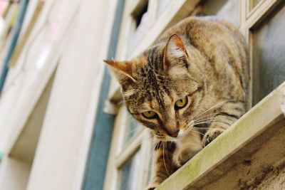 Close-up of domestic cat watching down from window sill