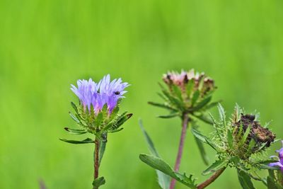 Close-up of purple flowering plant