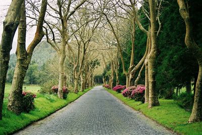 Narrow pathway along trees