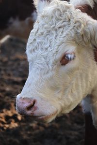 Close-up of a eating cow 