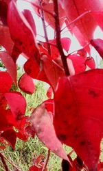 Close-up of leaves