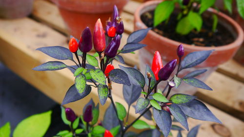Close-up of potted plant