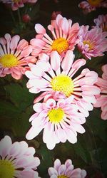 Close-up of pink flowers blooming outdoors