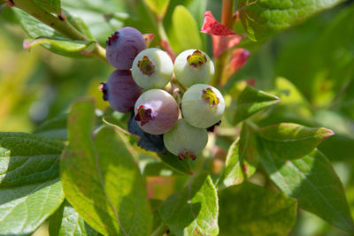plant part