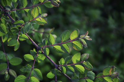 Close-up of berries growing on tree
