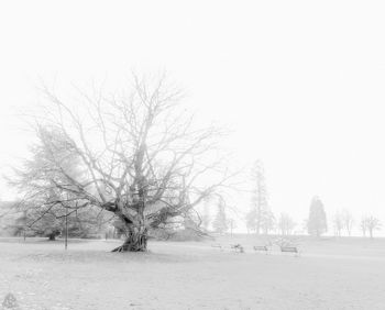 View of bare trees during winter