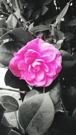 Close-up of pink flower