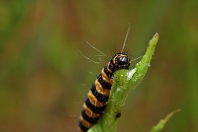 Close-up of insect on leaf