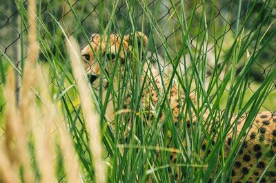 Lizard on grass