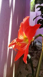 Close-up of red flower