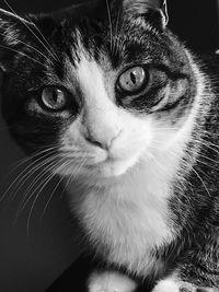 Close-up portrait of cat