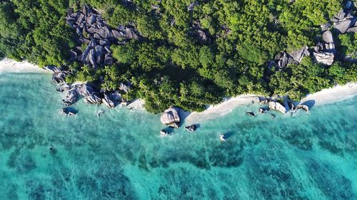 Aerial view of trees growing at beach