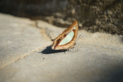 Close-up of insect on land