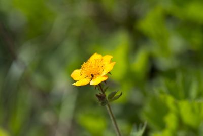 Close-up of yellow flowering plant