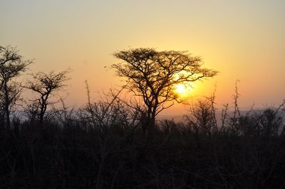 Bare trees on landscape at sunset