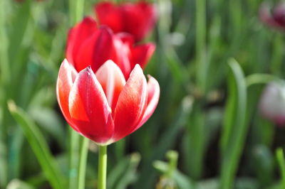 Close-up of red tulip