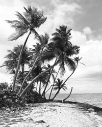 Palm tree on beach against sky