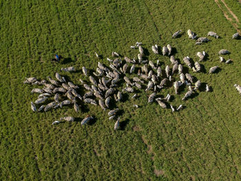 Top view of nellore cattle herd on green pasture in brazil