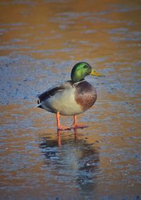 Duck on lake