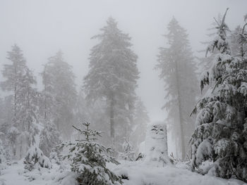 Pine trees on snow covered field during winter