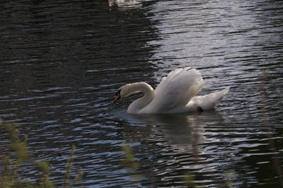 Swan swimming in lake