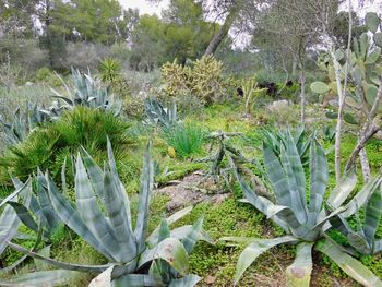 Plants growing on field