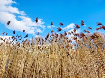 Low angle view of plants on field against sky