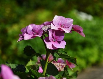 Close-up of pink flowering plant