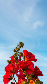 Low angle view of plant against blue sky