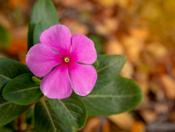 Close-up of pink flowering plant