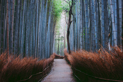 View of bamboo trees in forest