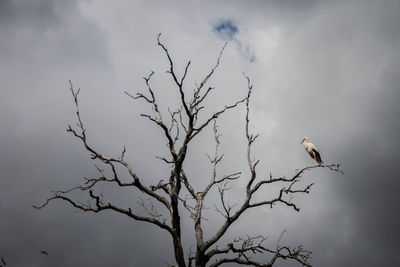 Low angle view of birds perching on bare tree against sky