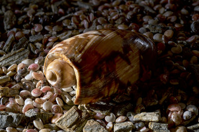 shell